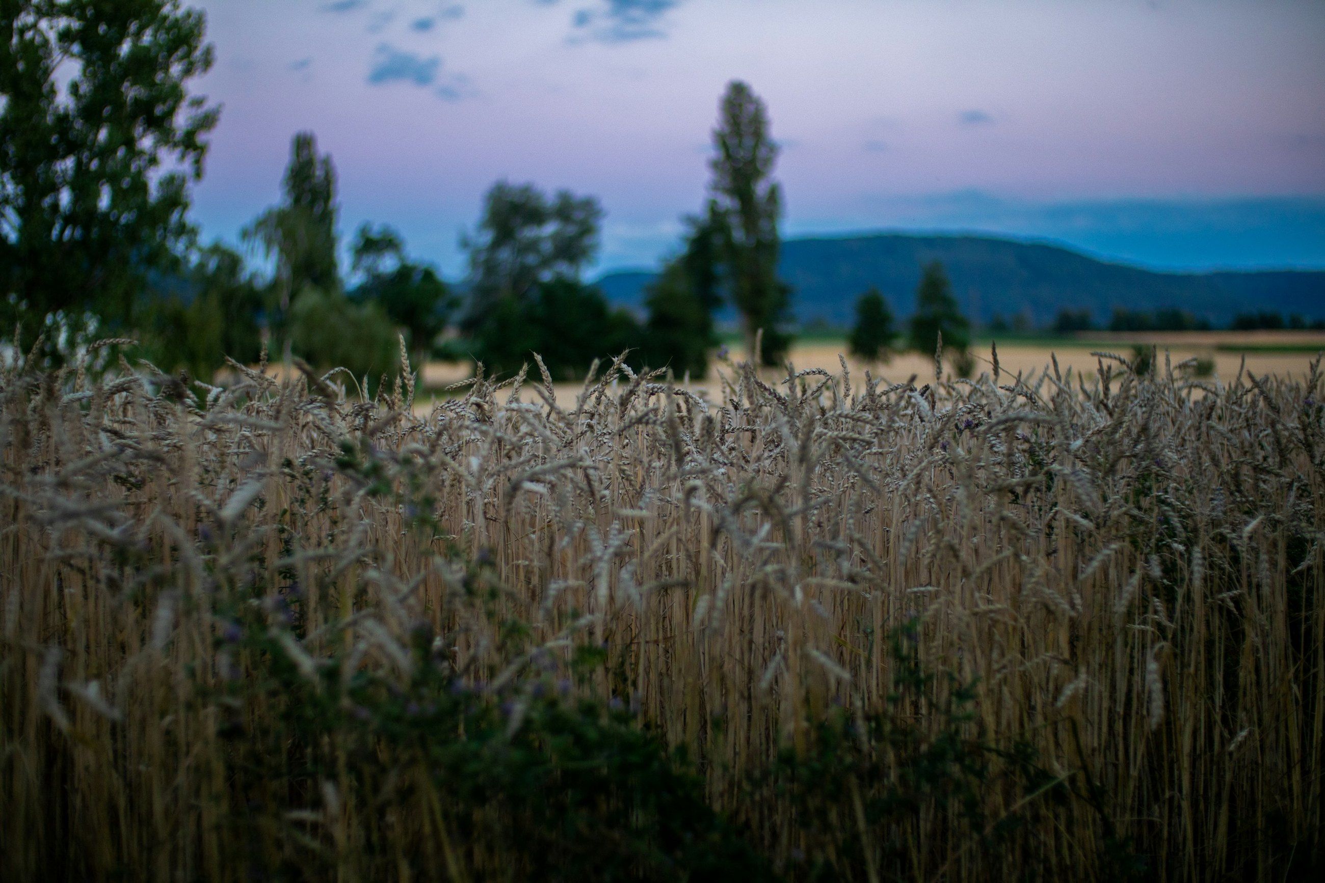 Reifes Kornfeld in der Abenddämmerung, Baumreihe und Hügel am Horizont