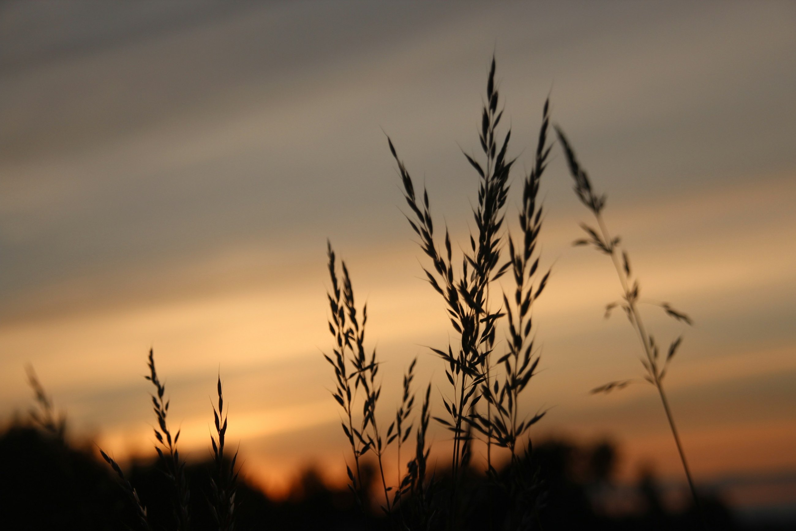 Ähren im Gegenlicht eines Sonnenuntergangs über einem Kornfeld
