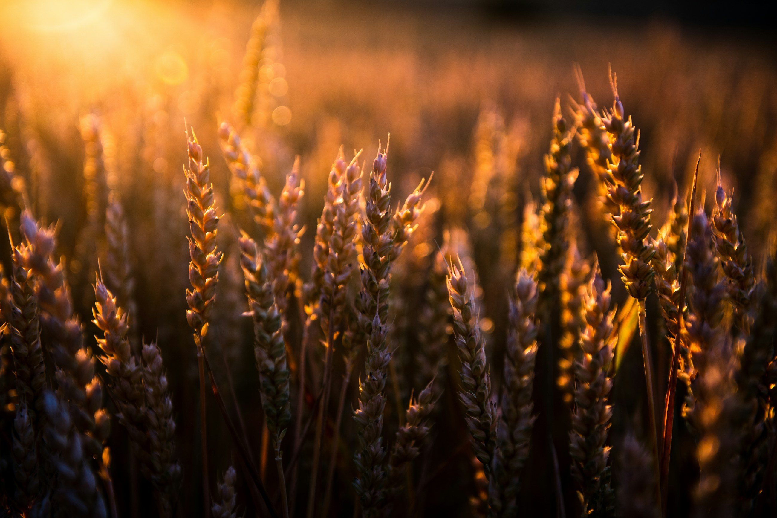 Reife Weizenähren im warmen Gegenlicht der Abendsonne